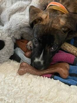 Tiki -  Hound Dog for Adoption in Durham, North Carolina - Tiki | PetCurious