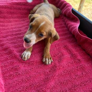 Julep -  Shepherd Dog for Adoption in Edinburg, Texas - Julep | PetCurious