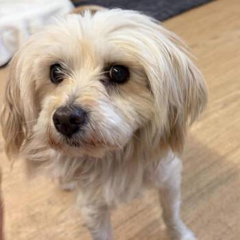 Daybed 14421 -  Maltese Dog for Adoption in San Francisco, California - Daybed 14421 | PetCurious