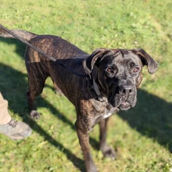 MAX -  Mastiff and Mixed Breed Dog for Adoption in Toronto, Ontario - MAX | PetCurious