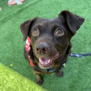 Rescue Chihuahua Dogs for Adoption in New York, New York - Julia | PetCurious