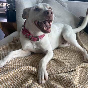 Catahoula Leopard Dog and Labrador Retriever Dogs Available for Adoption - Avena  | PetCurious