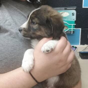 Mixed Breed Dogs Available for Adoption in Ardmore, Oklahoma - Gator | PetCurious