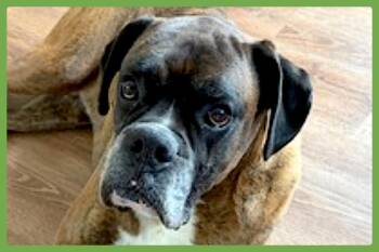 Boxer Dogs Available for Adoption in Amherst, Massachusetts - Simba | PetCurious