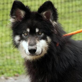 Rescue Alaskan Malamute Dogs for Adoption in Maynardville, Tennessee - Joker | PetCurious