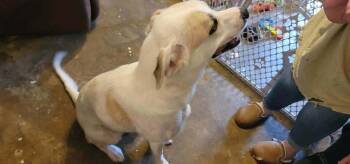 Honey (HoneyBear) -  Anatolian Shepherd and Labrador Retriever Dog for Adoption in New Bedford, Massachusetts - Honey (HoneyBear) | PetCurious