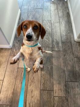 Rescue Beagle Dogs for Adoption in Boulder, Colorado - Susie | PetCurious
