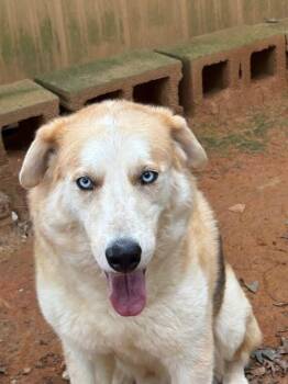 Rescue Husky and German Shepherd Dog Dogs for Adoption in Anderson, South Carolina - Loki | PetCurious