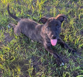 Harley -  German Shepherd Dog and Labrador Retriever Dog for Adoption in Glocester, Rhode Island - Harley | PetCurious