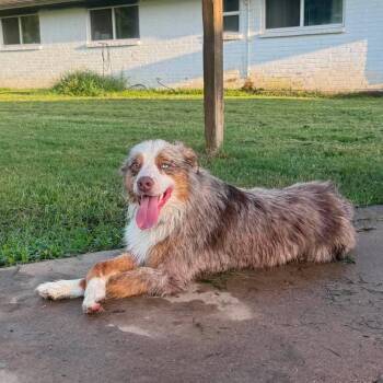 Gus -  Australian Shepherd Dog for Adoption in Houston, Texas - Gus | PetCurious