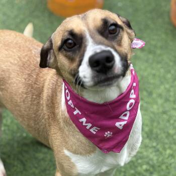 Beagle Dogs Available for Adoption in Houston, Texas - Prissy | PetCurious