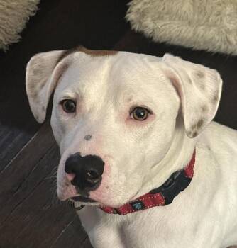 Boxer Dogs Available for Adoption in Andover, Massachusetts - Oliver Diamond - Good With Kids, Cats And Dogs! | PetCurious