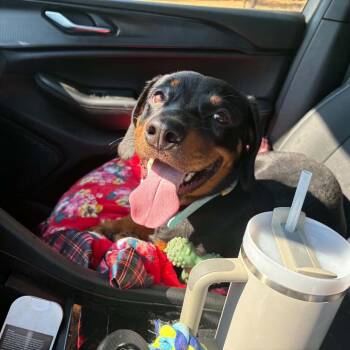 Duke Wellington -  Basset Hound and Rottweiler Dog for Adoption in New Orleans, Louisiana - Duke Wellington | PetCurious