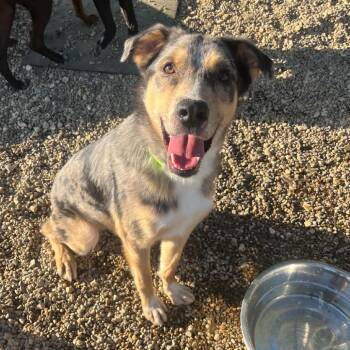 Duke -  Australian Cattle Dog Blue Heeler and Australian Shepherd Dog for Adoption in Monticello, Iowa - Duke | PetCurious