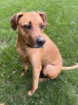 Kobe -  Plott Hound Dog for Adoption in Waldorf, Maryland - Kobe | PetCurious