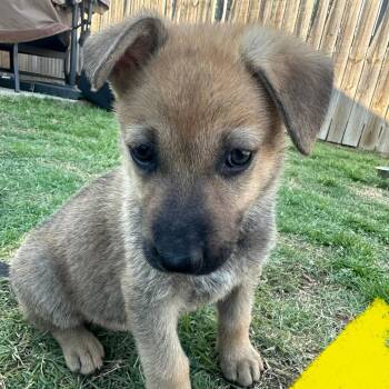 German Shepherd Dog Dogs Available for Adoption in Tulsa, Oklahoma - Crunch | PetCurious