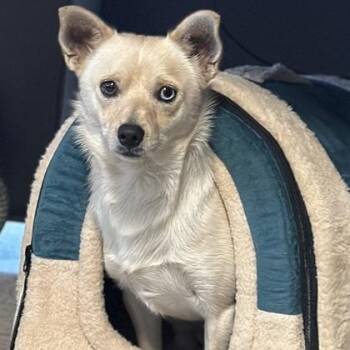 Einstein -  Terrier Dog for Adoption in Red Bluff, California - Einstein | PetCurious