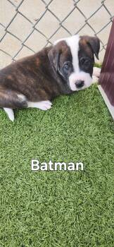 Pit Bull Terrier Dogs Available for Adoption in Boonville, Missouri - Batman | PetCurious