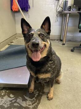 Australian Cattle Dog Blue Heeler Dogs Available for Adoption in Camarillo, California - WILLA | PetCurious