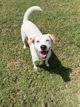 Barbie -  Labrador Retriever Dog for Adoption in Tomball, Texas - Barbie | PetCurious