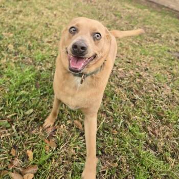 Labrador Retriever and Black Mouth Cur Dogs Available for Adoption - Ginger  | PetCurious