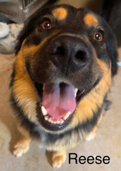 Reese -  German Shepherd Dog Dog for Adoption in Princeton, Indiana - Reese | PetCurious