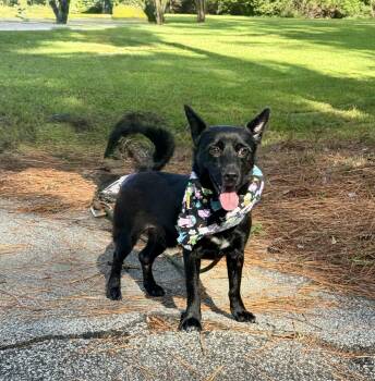 Moe -  Mixed Breed Dog for Adoption in Sumter, South Carolina - Moe | PetCurious