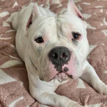 Melly 5225 -  American Bulldog and Staffordshire Bull Terrier Dog for Adoption in Loxahatchee Groves, Florida - Melly 5225 | PetCurious
