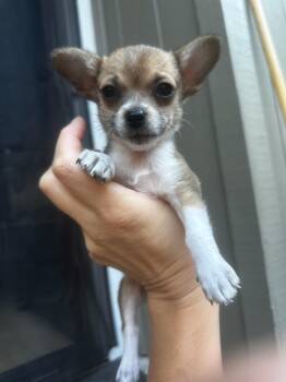 Eve -  Chihuahua Dog for Adoption in Lafayette, California - Eve | PetCurious