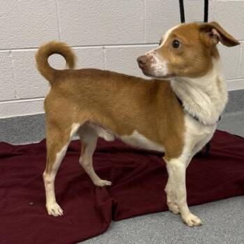 EJ -  Mixed Breed Dog Available for Adoption in Sevierville, Tennessee - EJ | PetCurious