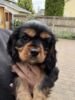 Cavalier King Charles Spaniel Dogs Available for Sale in Battle Ground, Washington - Cavalier King Charles Spaniel | PetCurious