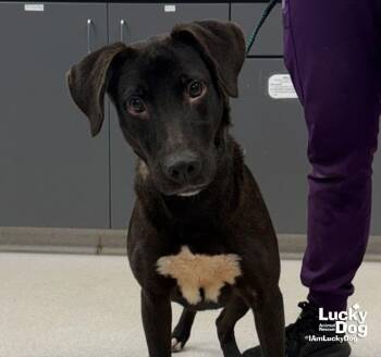 Natasha -  Labrador Retriever and Retriever Dog for Adoption in Washington, District Of Columbia - Natasha | PetCurious