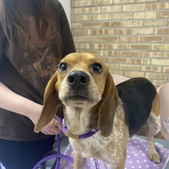 Rescue Beagle Dogs for Adoption in Northbrook, Illinois - Johnny Walker | PetCurious