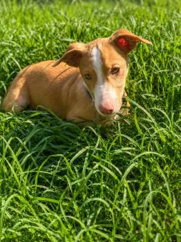 Sailor (M) -  Corgi and Pit Bull Terrier Dog for Adoption in Nashville, Tennessee - Sailor (M) | PetCurious