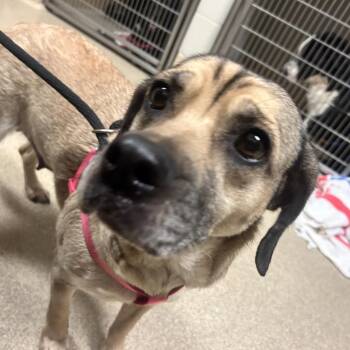Jolene -  Beagle and Basset Hound Dog for Adoption in Bristol, Indiana - Jolene | PetCurious