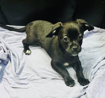 Big chief -  Chihuahua and Pug Dog for Adoption in Council Bluffs, Iowa - Big Chief | PetCurious