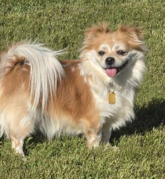 Karl -  Shih Tzu and Pomeranian Dog for Adoption in Terre Haute, Indiana - Karl | PetCurious