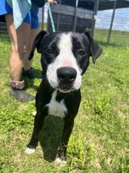 Stevens -  Mixed Breed Dog for Adoption in Scott, Louisiana - Stevens | PetCurious
