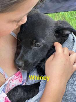 Rescue Black Labrador Retriever Dogs for Adoption in Dripping Springs, Texas - Timmy | PetCurious