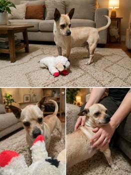 Cow -  Chihuahua Dog for Adoption in Minneapolis, Minnesota - Cow | PetCurious