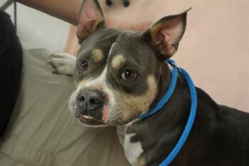 Mixed Breed Dogs Available for Adoption in Columbia, South Carolina - MOPSY | PetCurious