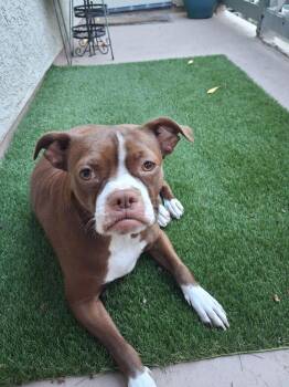 Bella -  Boston Terrier Dog for Adoption in Huntington Beach, California - Bella | PetCurious