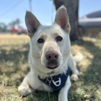 White German Shepherd and Shepherd Dogs Available for Adoption in Columbia, South Carolina - Buttermilk | PetCurious