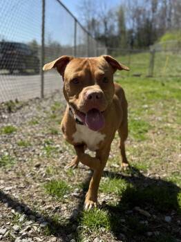 Nels -  Mixed Breed Dog Available for Adoption in Leitchfield, Kentucky - Nels | PetCurious