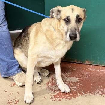 Juan Julio -  Mixed Breed Dog for Adoption in Pauls Valley, Oklahoma - Juan Julio | PetCurious