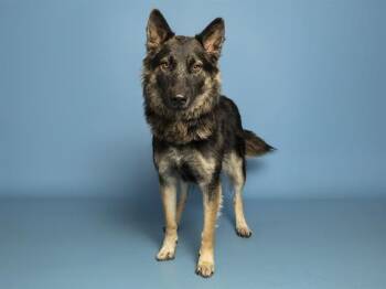 MONTANA -  German Shepherd Dog Dog for Adoption in Phoenix, Arizona - MONTANA | PetCurious
