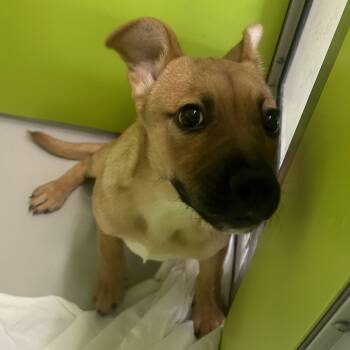 Chihuahua Dogs Available for Adoption - Lola | PetCurious