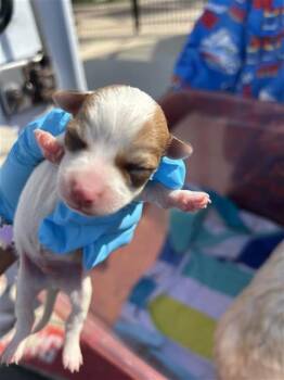 Terrier Dogs Available for Adoption in San Antonio, Texas - A809508 | PetCurious