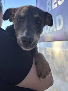 ORION -  Border Collie and Pit Bull Terrier Dog for Adoption in Modesto, California - ORION | PetCurious