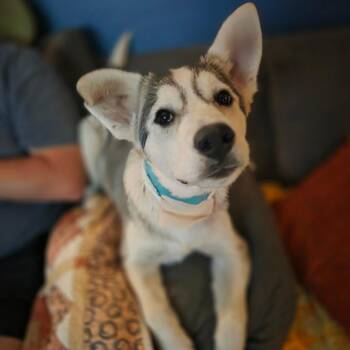 Husky Dogs Available for Adoption - Breezy  | PetCurious